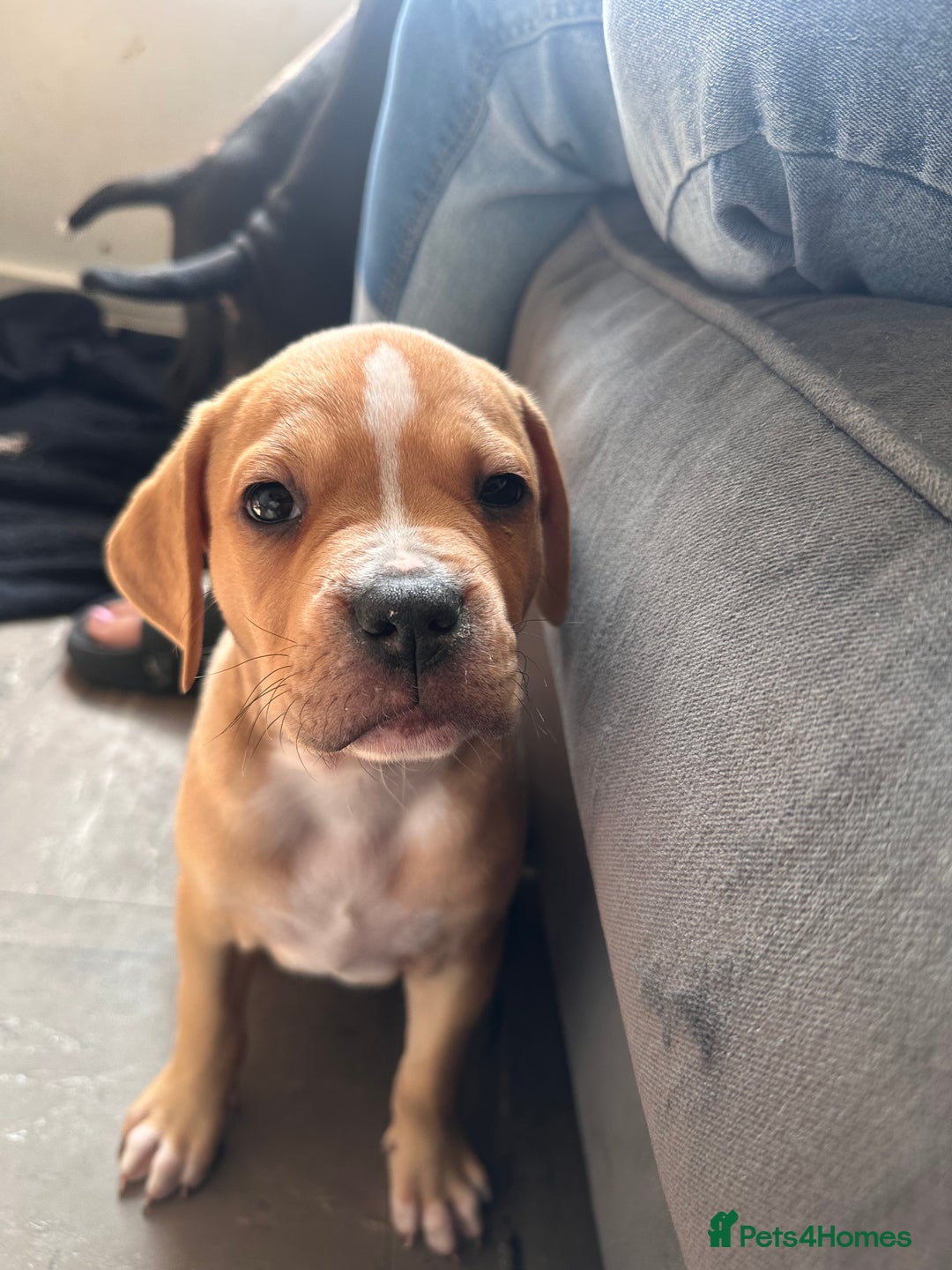 Mixed Breed dogs for sale: Cane corso x staffy  - Image 1