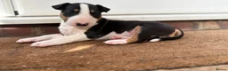 English Bull Terrier dogs for sale: English bull terrier puppies  in Camberley - Advert 2