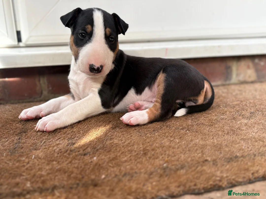 English Bull Terrier dogs for sale: English bull terrier puppies  in Camberley - Advert 2