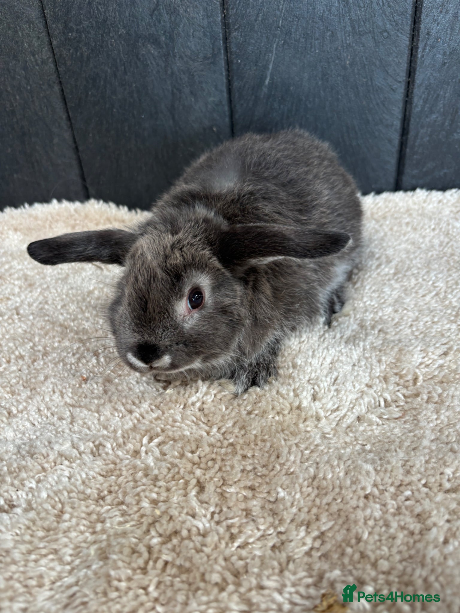 Mini Lop rabbits Stunning bunnies  - Advert 1