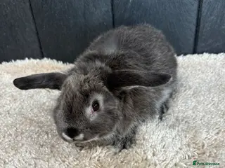 Mini Lop rabbits Stunning bunnies - Advert 1