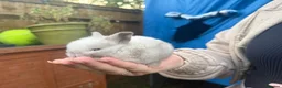 Mini Lop rabbits for sale: Beautiful baby mini lops  in Waltham Cross - Advert 10