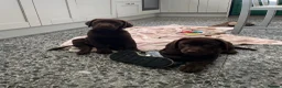 Labrador Retriever dogs for sale: Chunky Labrador Puppies - Advert 24