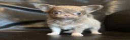 Chihuahua dogs for sale: Exquisite chihuahuas  - Advert 4