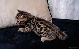 Bengal cats for sale: BABETTE-LAST available girl from the litter-TICA  - Image 17
