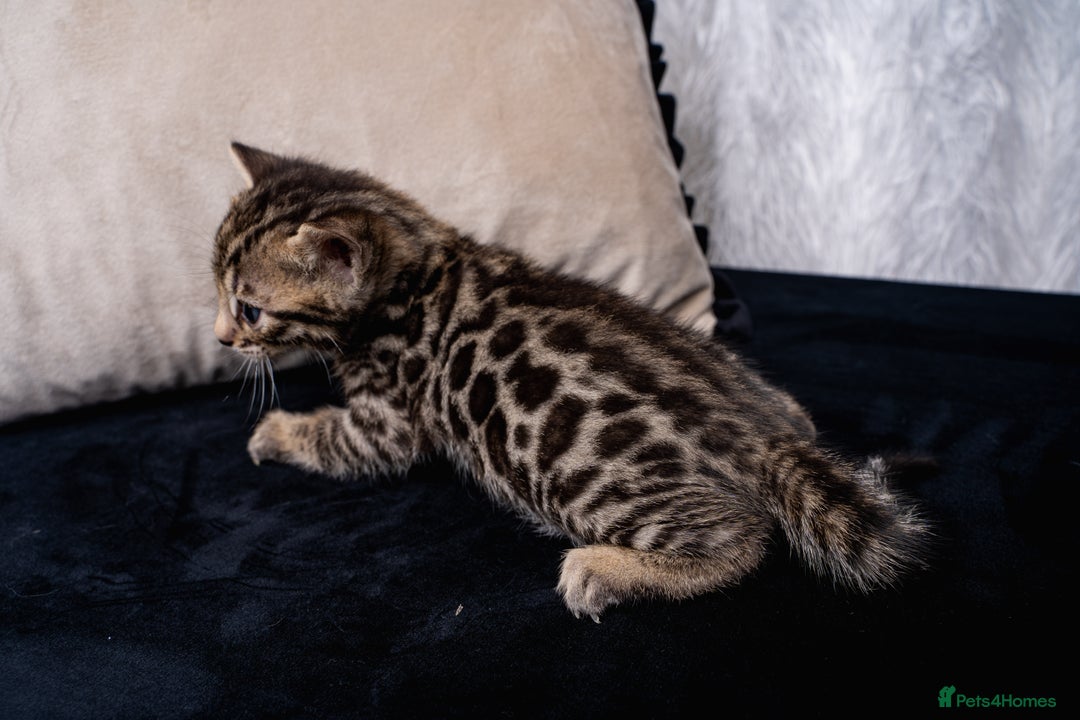 Bengal cats for sale: BABETTE-LAST available girl from the litter-TICA  - Image 17