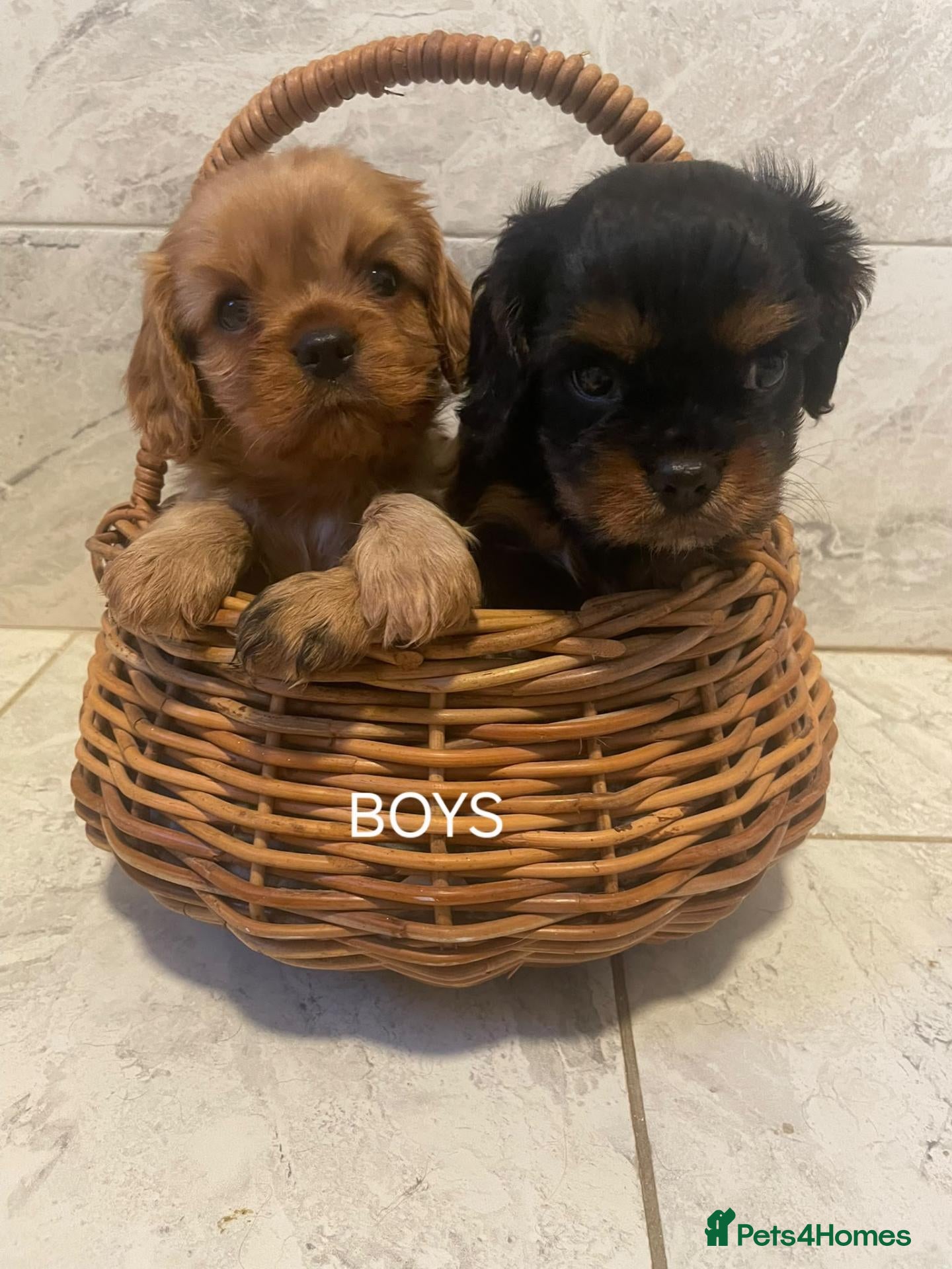 Cavalier King Charles Spaniel dogs KC reg old type cavs REDUCED  - Advert 3