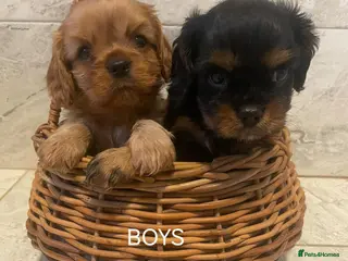 Cavalier King Charles Spaniel dogs KC reg old type cavs REDUCED - Advert 3