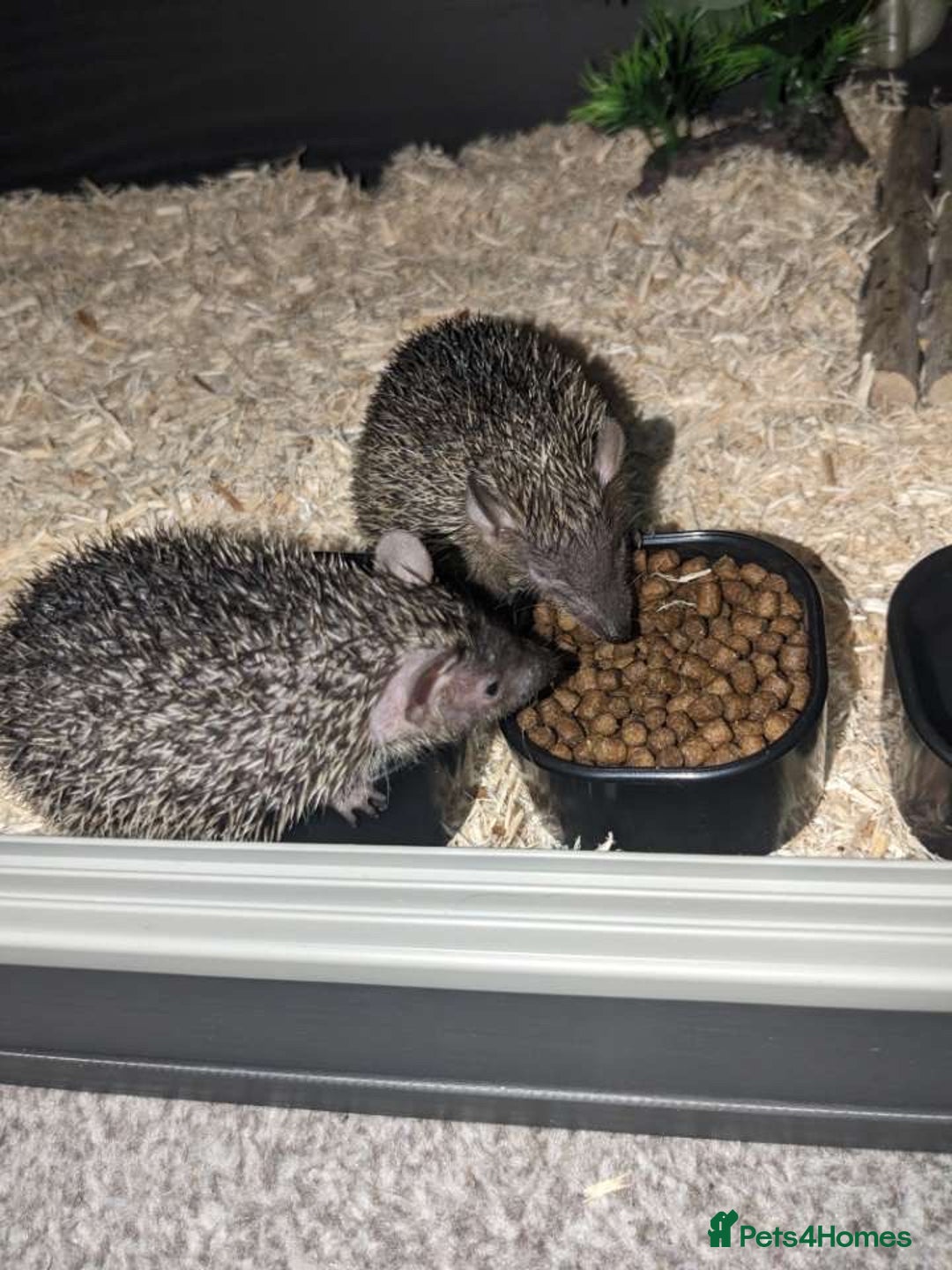 Pygmy Hedgehog rodents for sale: lesser tenrecs (ready to go now)  - Image 4