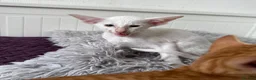 Oriental cats for sale: Beautiful oriental kittens  - Advert 1