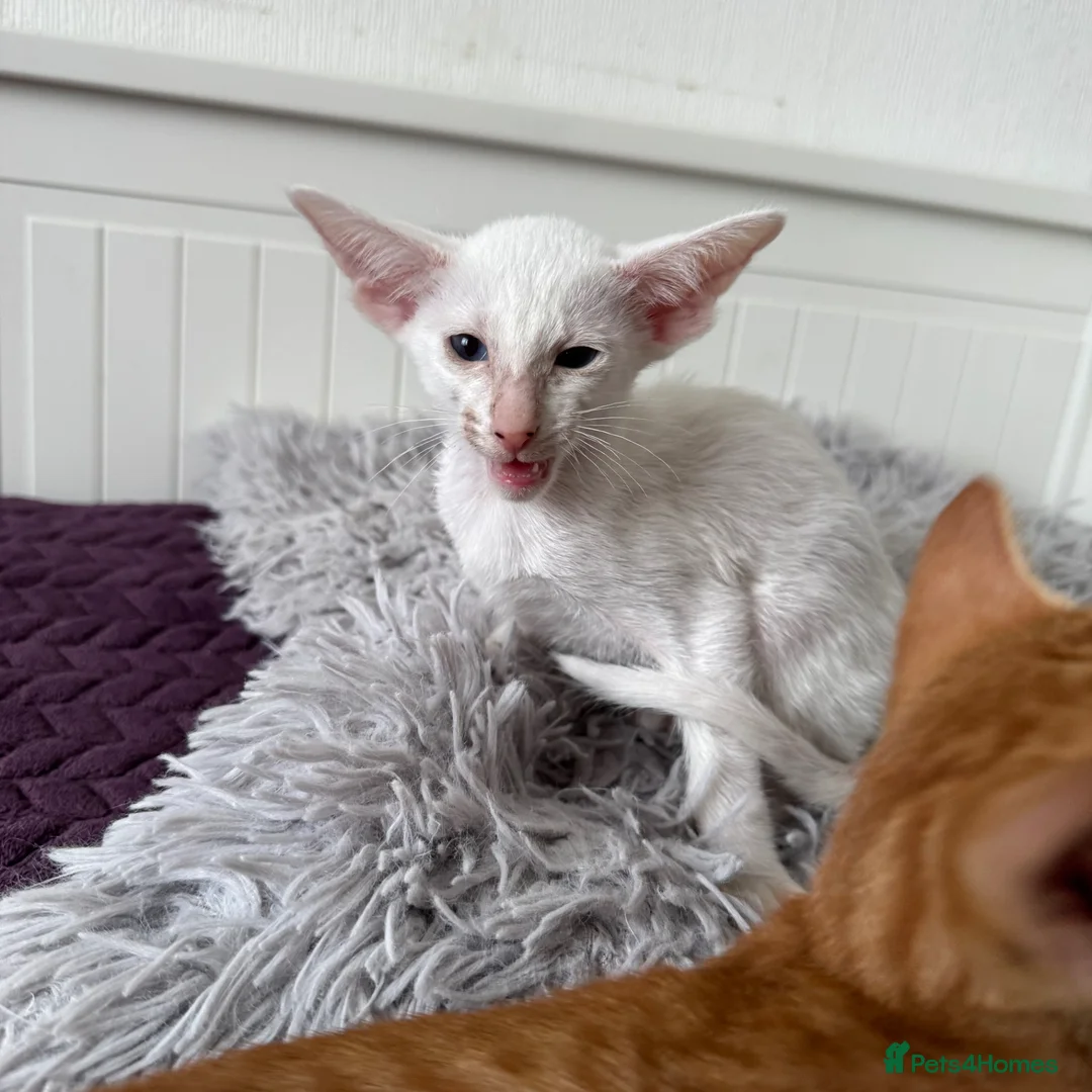 Oriental cats for sale: Beautiful oriental kittens  - Advert 1
