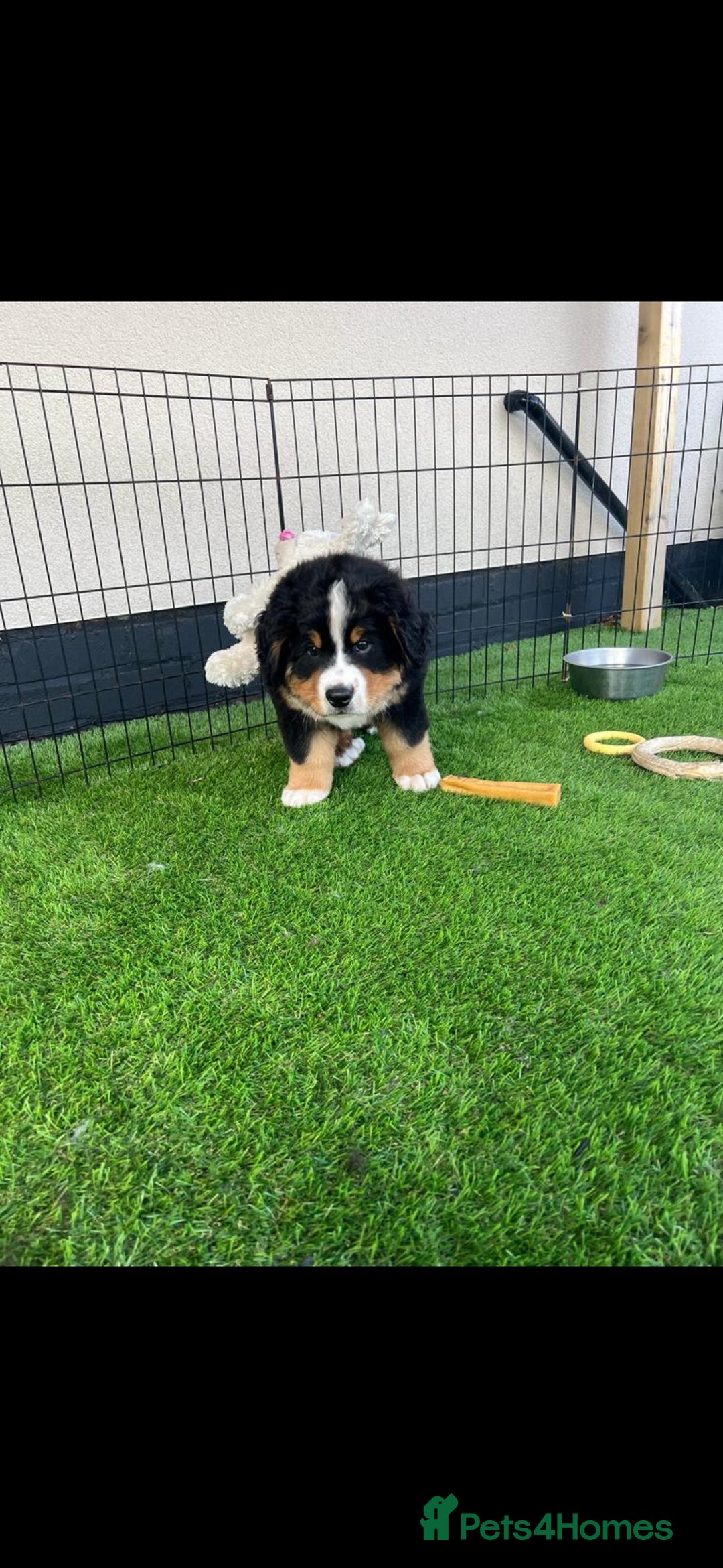 Bernese Mountain Dog dogs for stud: 🔥 CRUZ💥 TOP QUALITY BERNESE MOUNTAIN DOG STUD in Whitehaven - Image 35