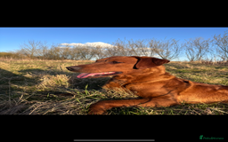 Labrador Retriever dogs for stud: FULLY HEALTH TESTED DARK RED STUD in Tadcaster - Image 13