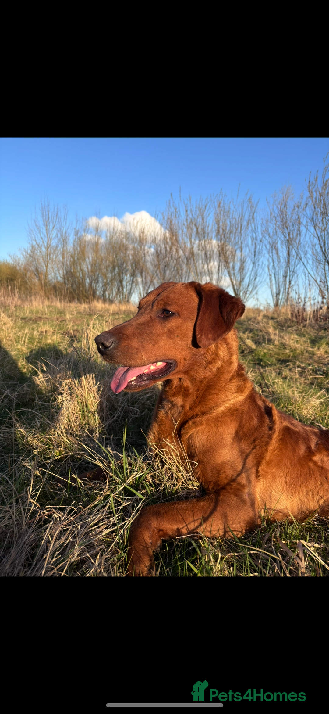 Labrador Retriever dogs for stud: FULLY HEALTH TESTED DARK RED STUD in Tadcaster - Image 13