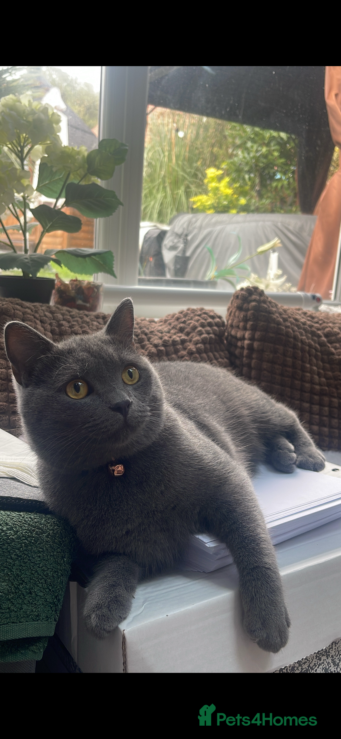 British Shorthair cats British Shorthair (Blue/Grey) – Loving Home Wanted - Advert 1