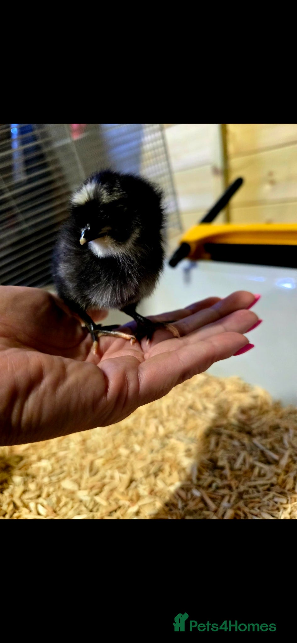 Chickens poultry for sale: Days old chicks available  - Advert 5