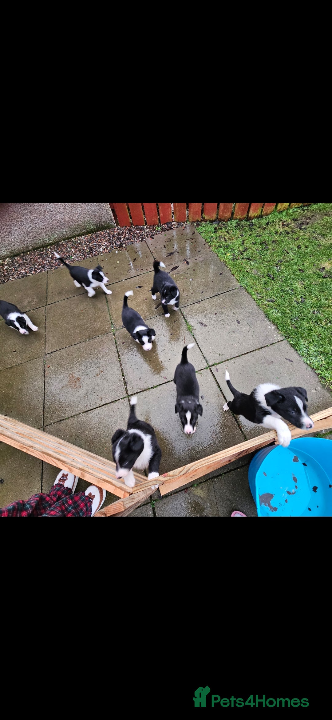 Border Collie dogs for sale: Beautiful Border Collie Puppy girl ready now - Advert 14