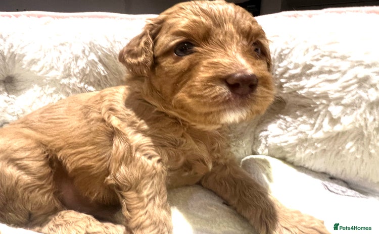 Australian Labradoodle dogs - Advert 1