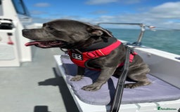 Staffordshire Bull Terrier dogs for stud: KC Registered Blue Staffy Stud–DNA Clear–Proven - Image 8