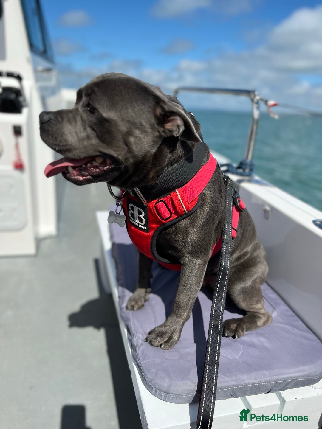 Staffordshire Bull Terrier dogs for stud: KC Registered Blue Staffy Stud–DNA Clear–Proven - Image 8