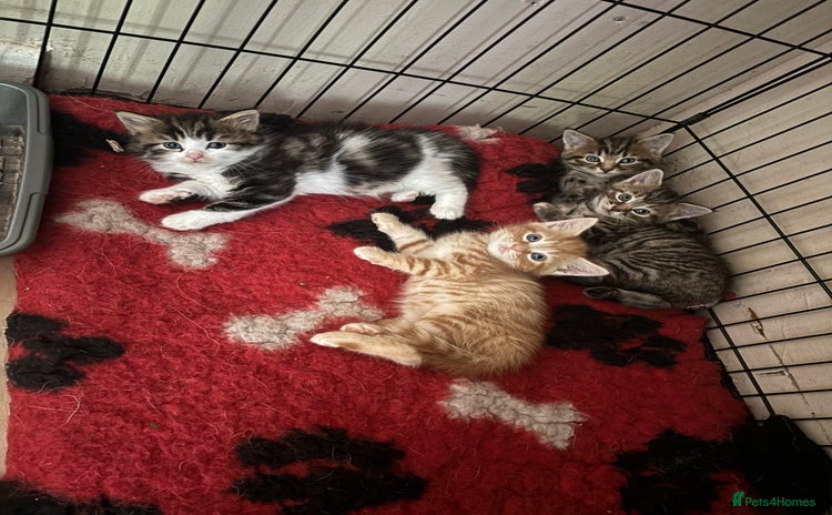 Mixed Breed cats - Advert 8