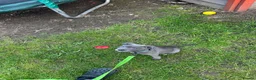 Staffordshire Bull Terrier dogs for sale: 10 week old puppy   - Advert 3