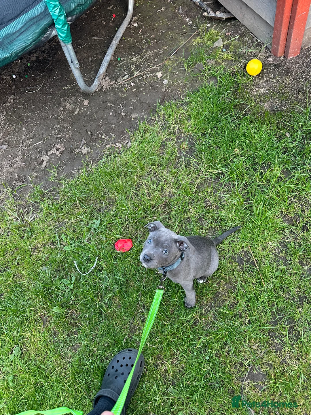 Staffordshire Bull Terrier dogs for sale: 10 week old puppy   - Advert 3