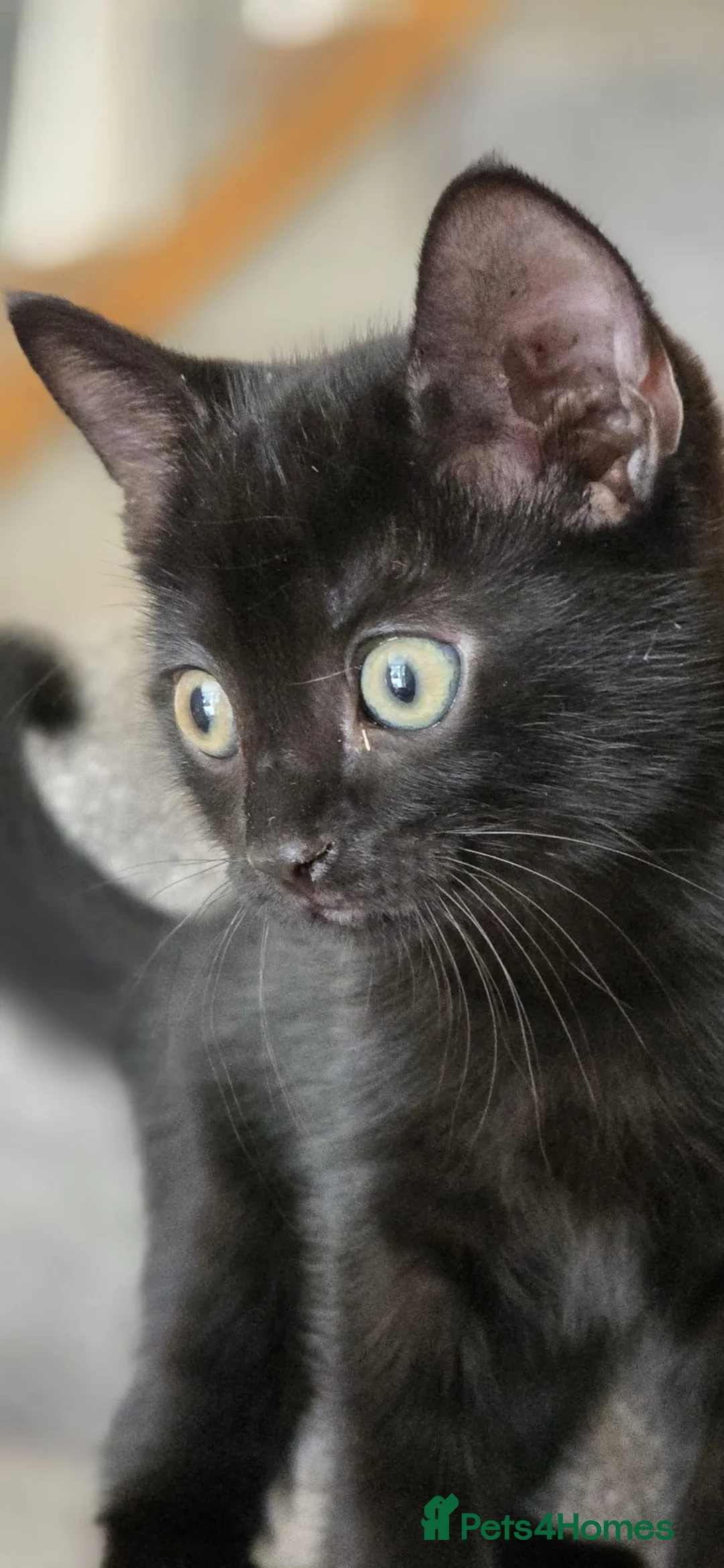 Mixed Breed cats for sale: Kittens for sales  in Camberley - Advert 2