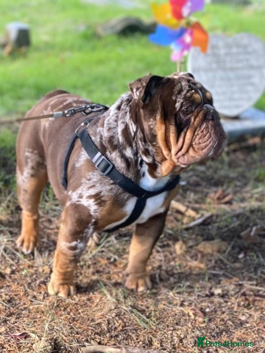 English Bulldog dogs 💙🍫FRANK🍫💙 in Southampton - Advert 1