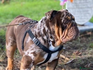 English Bulldog dogs in Southampton - Advert 4