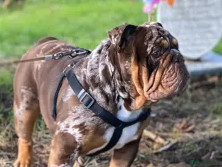 English Bulldog dogs 💙🍫FRANK🍫💙 in Southampton - Advert 11