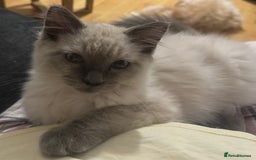 Ragdoll cats for sale: Ragdoll kitten  - Image 2