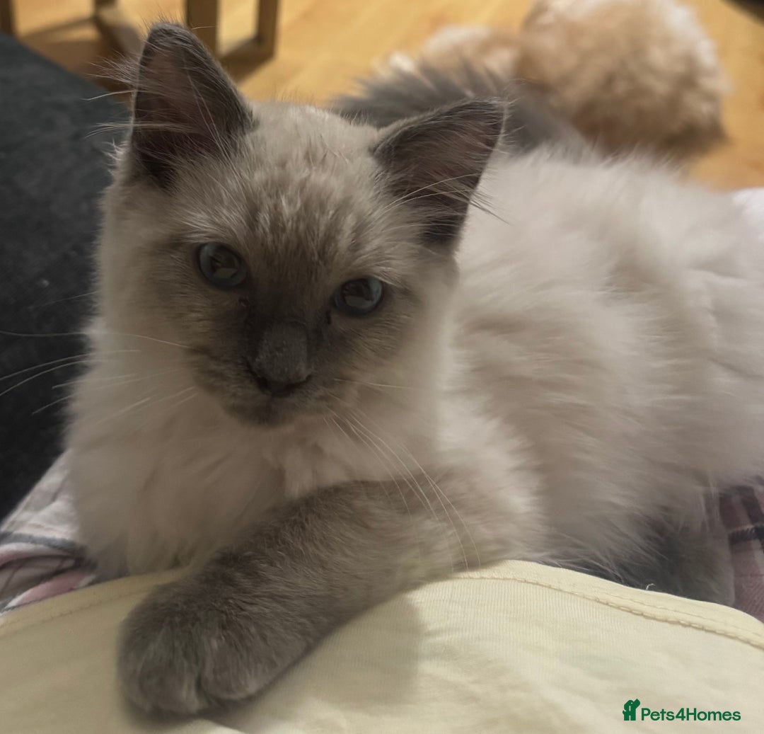 Ragdoll cats for sale: Ragdoll kitten  - Image 2