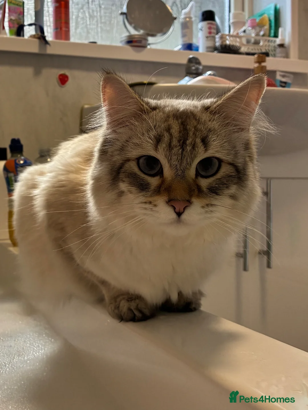 Siberian cats for sale: Siberian Male Cat – Neutered, 11 months old - Advert 4