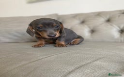 Miniature Dachshund dogs for sale: Miniture dachshund puppies - Image 32