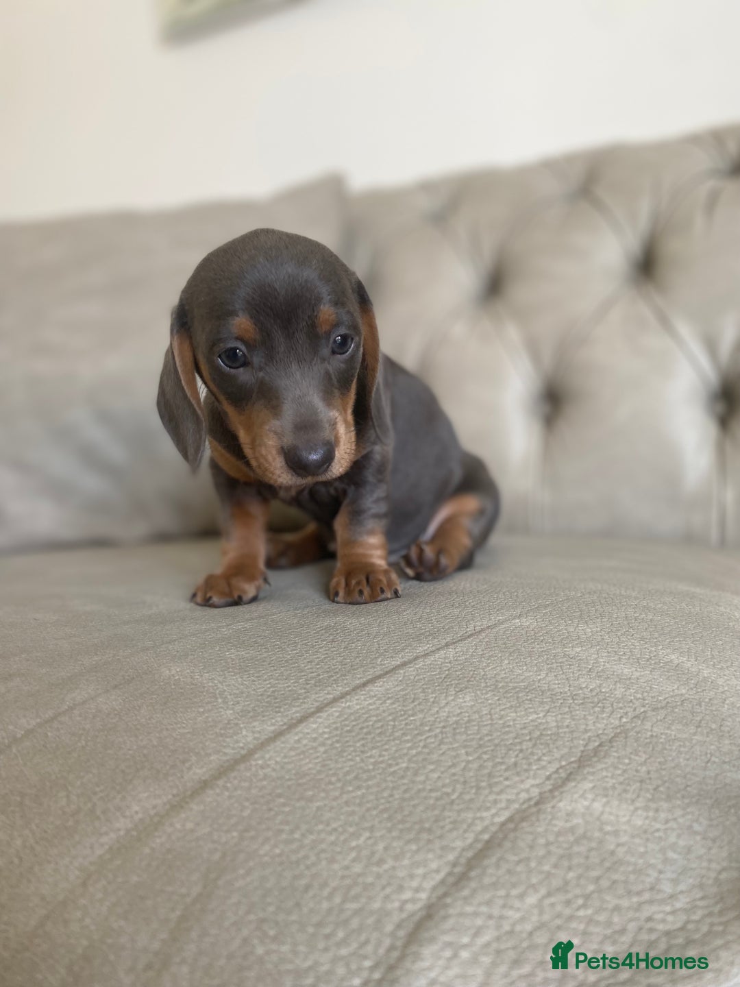 Miniature Dachshund dogs for sale: Miniture dachshund puppies - Image 32