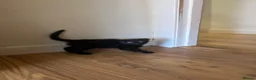 Scottish Fold cats for sale: Khao Manee & Scottish Fold kittens - Advert 13