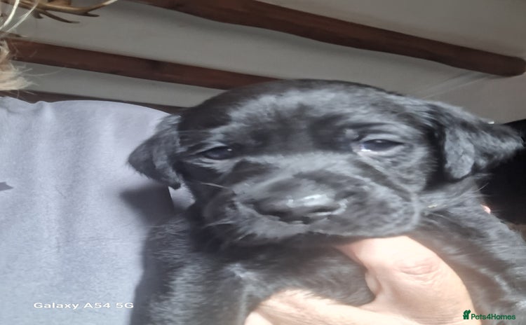Labrador Retriever dogs - Advert 7