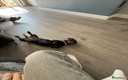 Dachshund dogs for sale: Dachshund  - Image 2