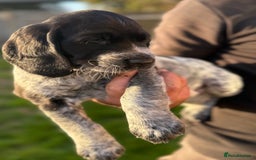 Cockerdor dogs for sale: Cockerdor puppies ready 10th October.  - Image 9