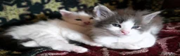 Mixed Breed cats for sale: 🐱 Beautiful Half Maine Coon Kitten For Sale in Llanfairpwllgwyngyll - Advert 6