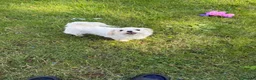 Maltese dogs for sale: Top quality girl for pet home! - Advert 4