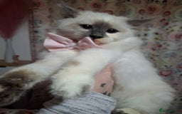 Ragcoon cats for sale: Beautiful Colourpoint Tortie Female Ragdoll Kitten - Image 9