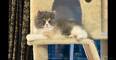 Persian cats - Advert 13