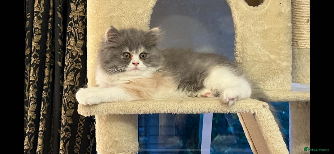 Persian cats for sale: Ready Now 2 Boys/1 Girl Persian Fluff Monsters - Image 6