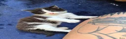 Mixed Breed cats for sale: Only 4 kittens left  - Advert 11