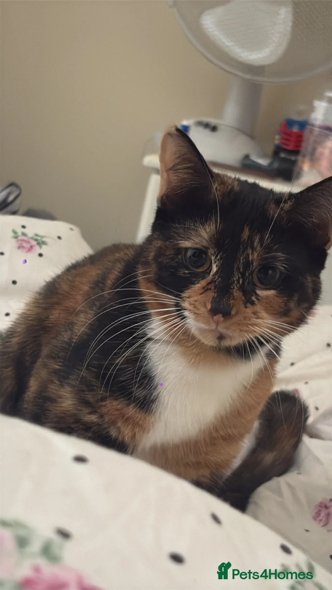 Mixed Breed cats for sale: Her name is kiki in Northampton - Advert 4