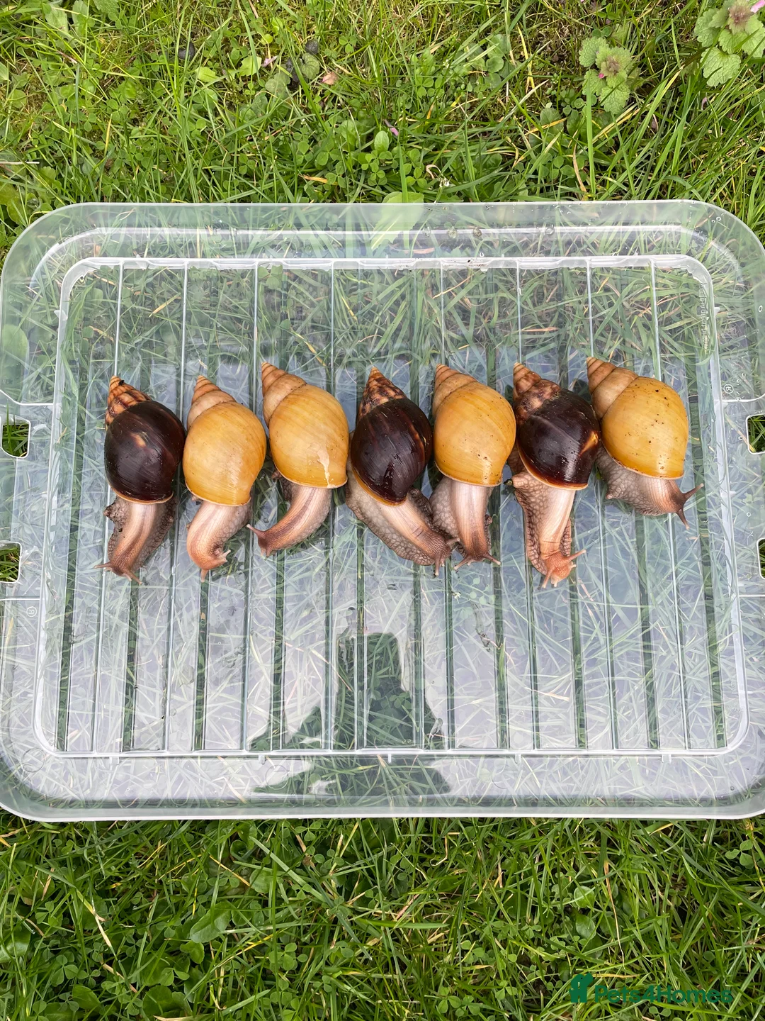 Snails invertebrates for sale: Giant African Snails - Advert 6
