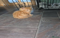 Mixed Breed cats for sale: Beautiful kittens - Image 5