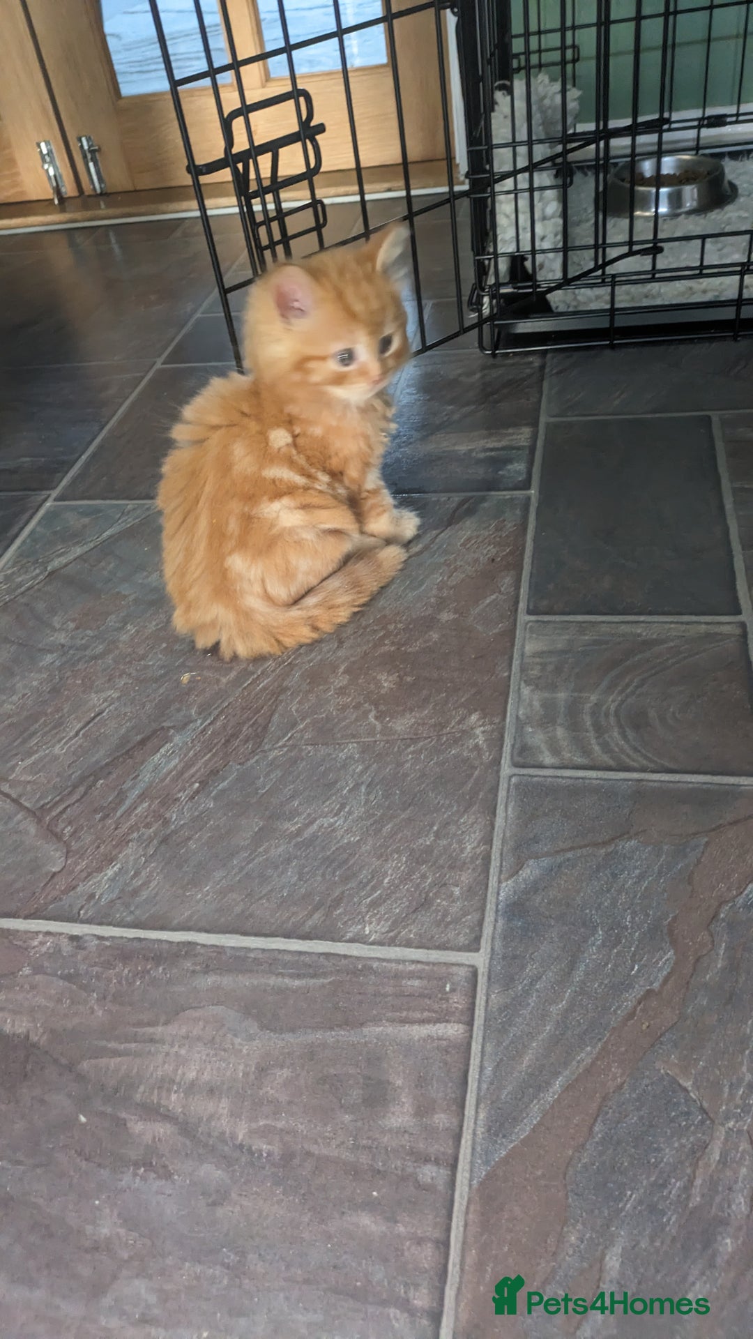 Mixed Breed cats for sale: Beautiful kittens - Image 5